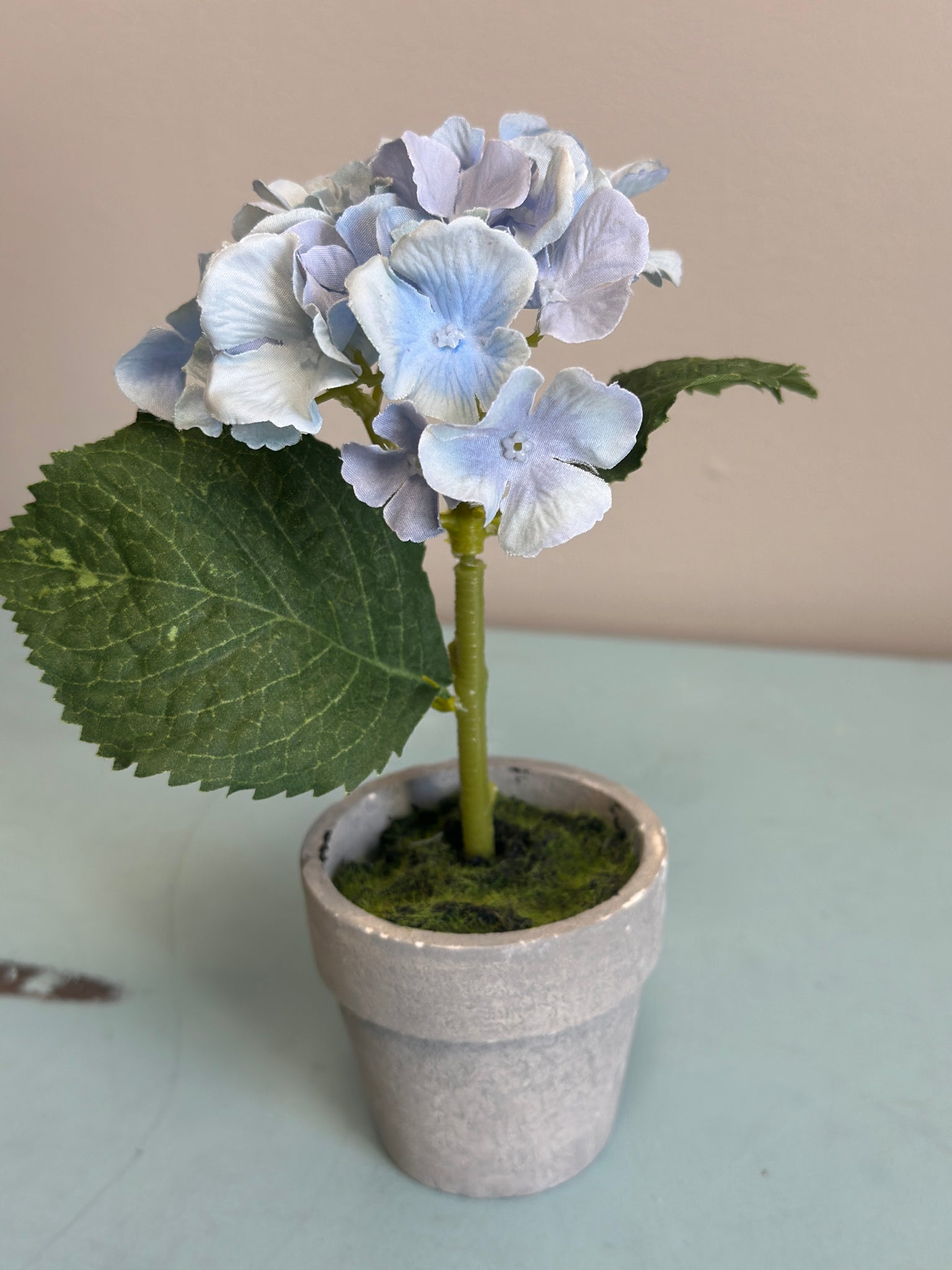 Small Blue and White Potted Hydrangea