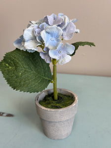Small Blue and White Potted Hydrangea